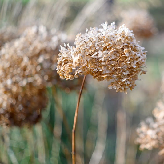 How to Get Your Garden Ready this Fall