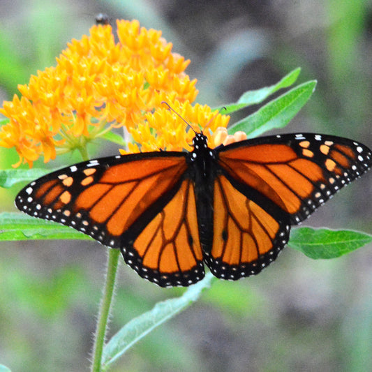 How to Create a Pollinator Wildlife Habitat