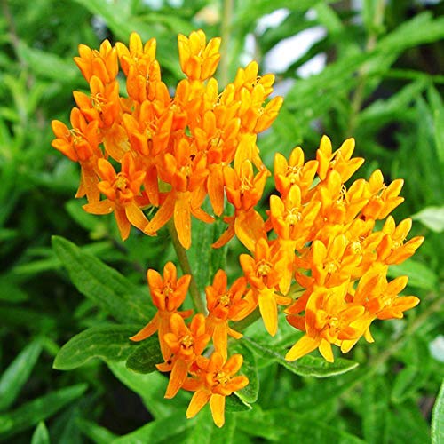 American Beauties: Keep Your Garden Buzzing