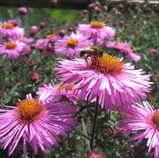 5 Spring Plants That Solve Problems