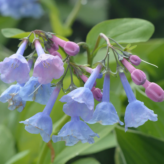7 Deer-Resistant Plants in Connecticut