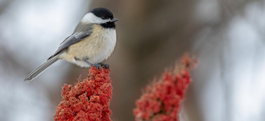 Why Native Plants?