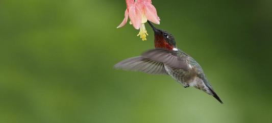 Match That Plant to the Pollinator