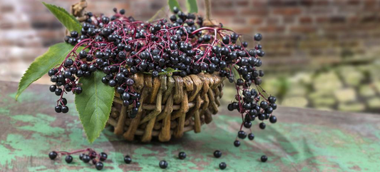 Is This Plant Edible? A Native Plant Quiz!