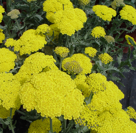 Beat the Heat with These Plants