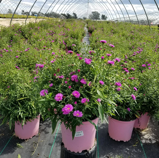 6 Colorful Plants for Late Summer Blooms