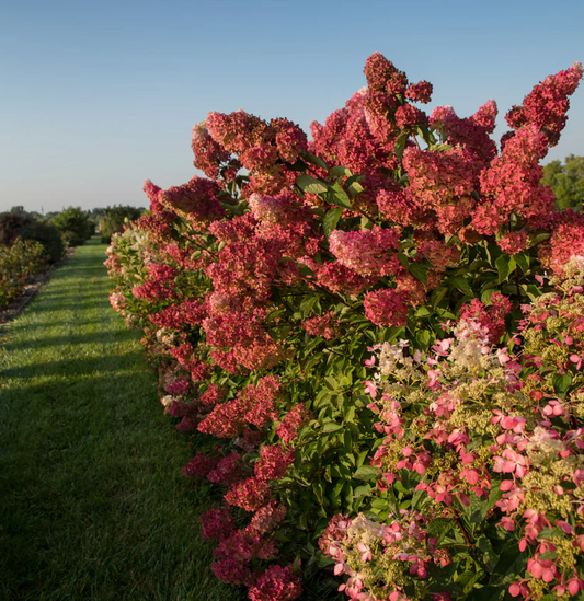7 Best Accent Plants This Fall