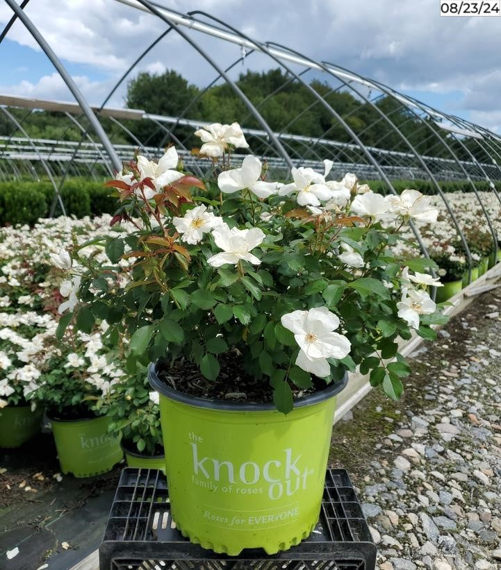 White Knock Out® Rose