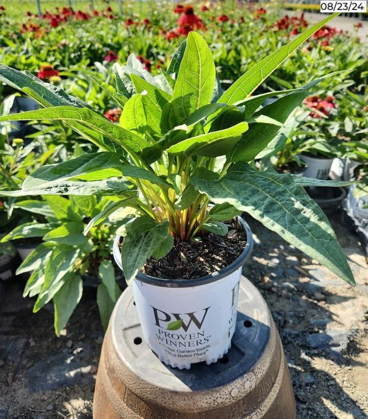 Firefinch™ Coneflower