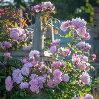 Mary Delany® English Climbing Rose