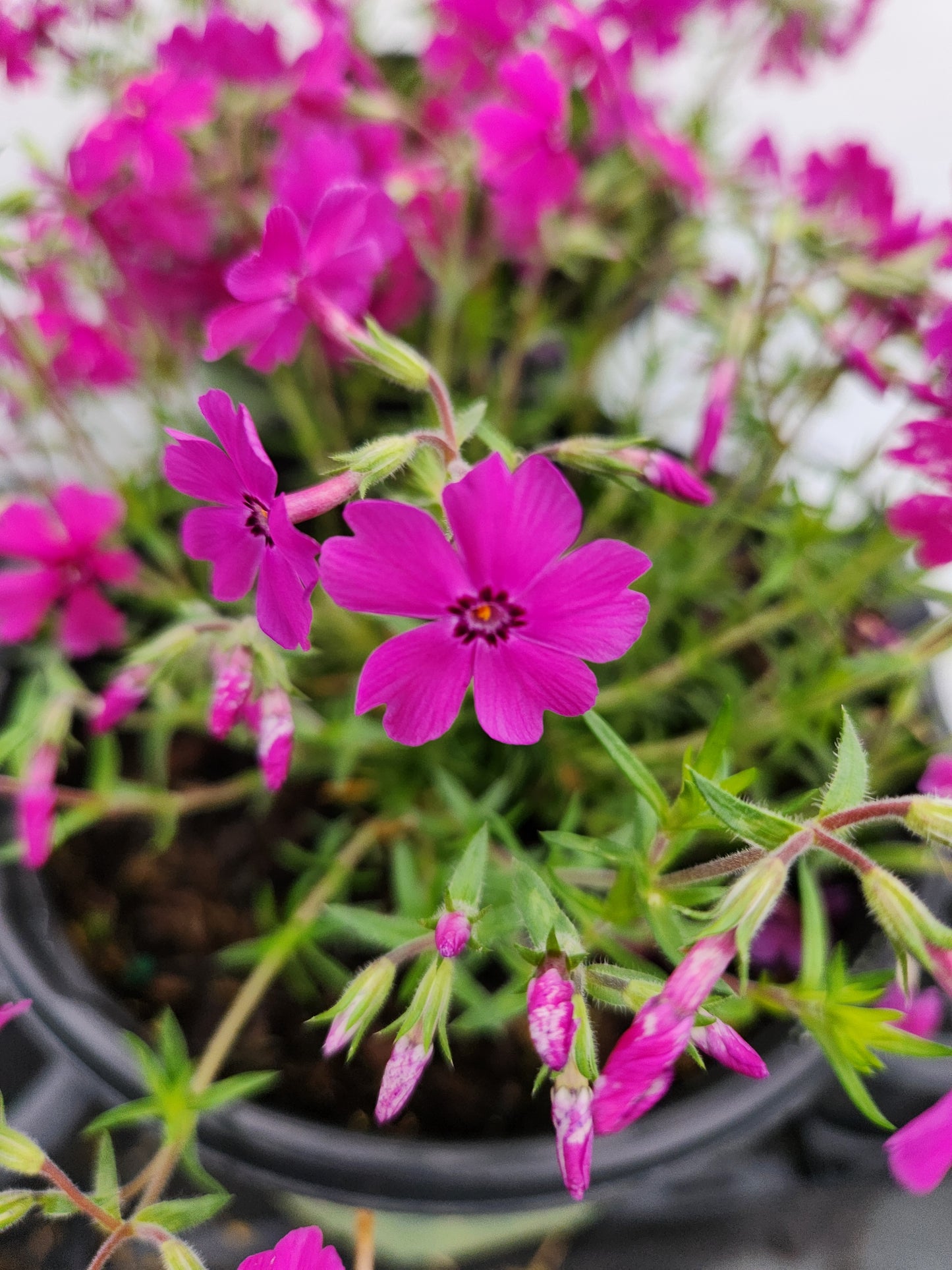 Spring Hot Pink Moss Phlox
