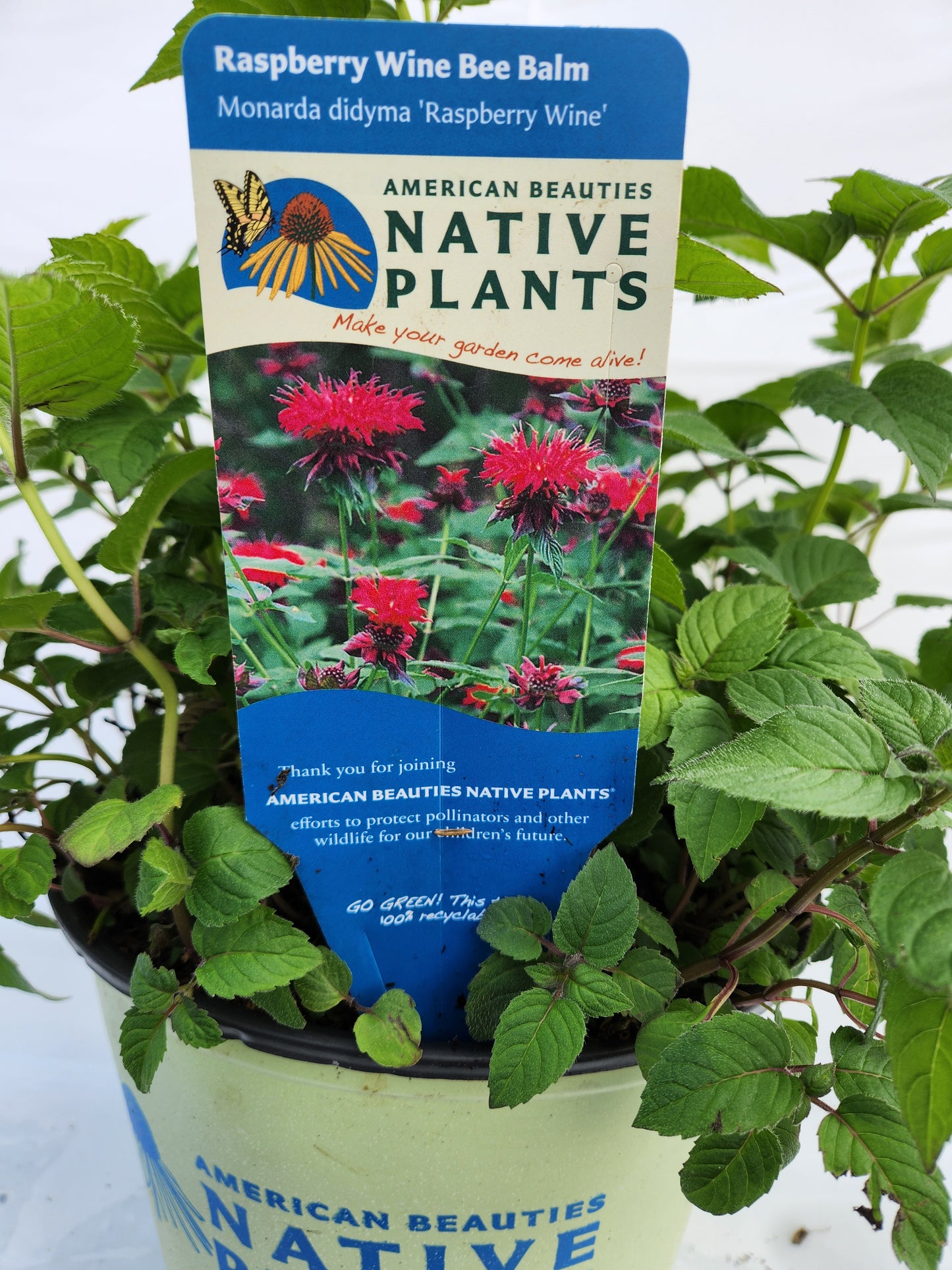 Raspberry Wine Beebalm