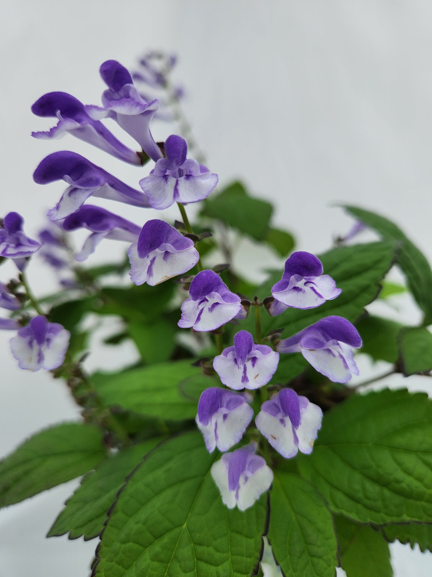 Appalachian Blues Skullcap