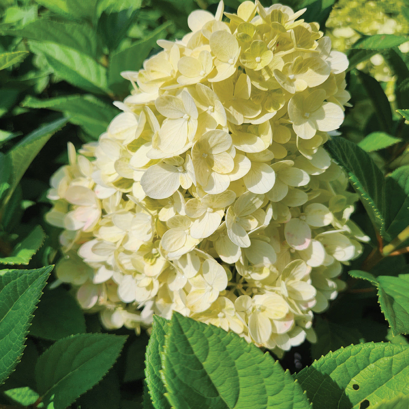 A close-up image of a hydrangea flower cluster showing creamy white petals with green foliage in the background.