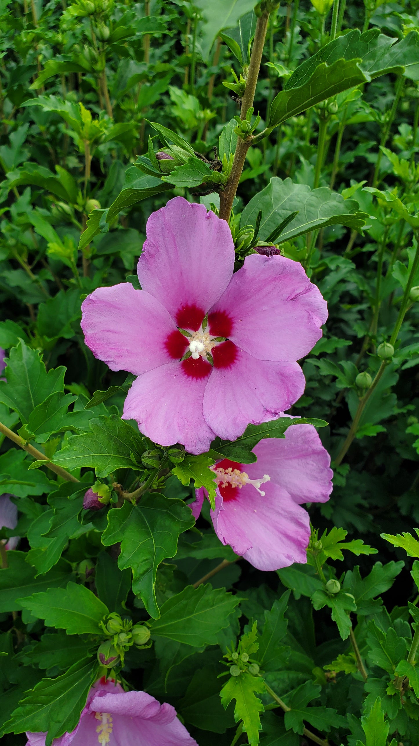 A close-up image of a pink hibiscus flower with a green and dark pink foliage background.