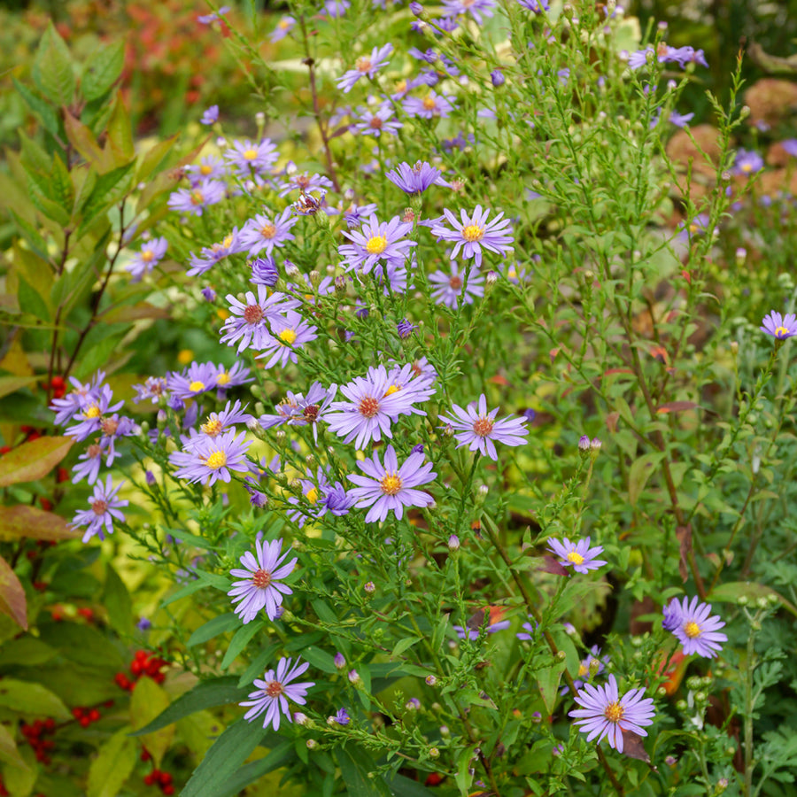 A close-up image of the Bluebird Smooth Aster with blue rayed, yellow centered daisies in bloom among green foliage.