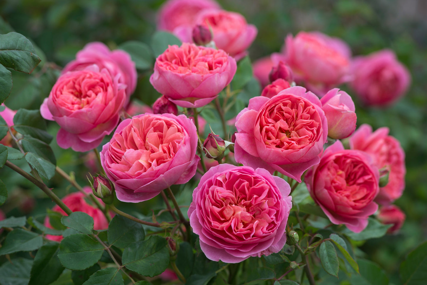 A cluster of Boscobel English Shrub Roses with rich pink and salmon coloring, displaying dense, full double flowers and dark green, glossy foliage.