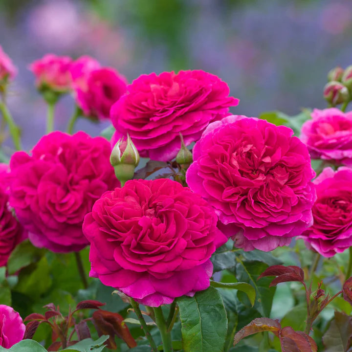 A cluster of vibrant pink shrub roses with purple stems and dark green foliage.