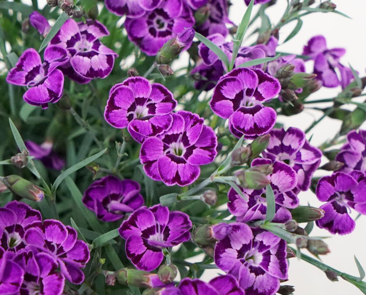 A cluster of violet blue pinks with green foliage, showcasing their purple flowers with a white center.