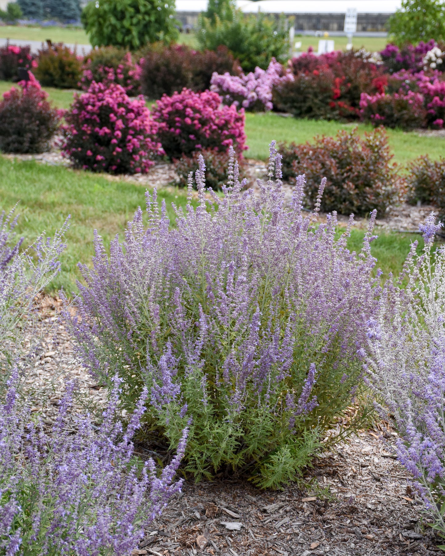 A garden featuring mature plants with purple flowers and green foliage, part of a perennial garden.