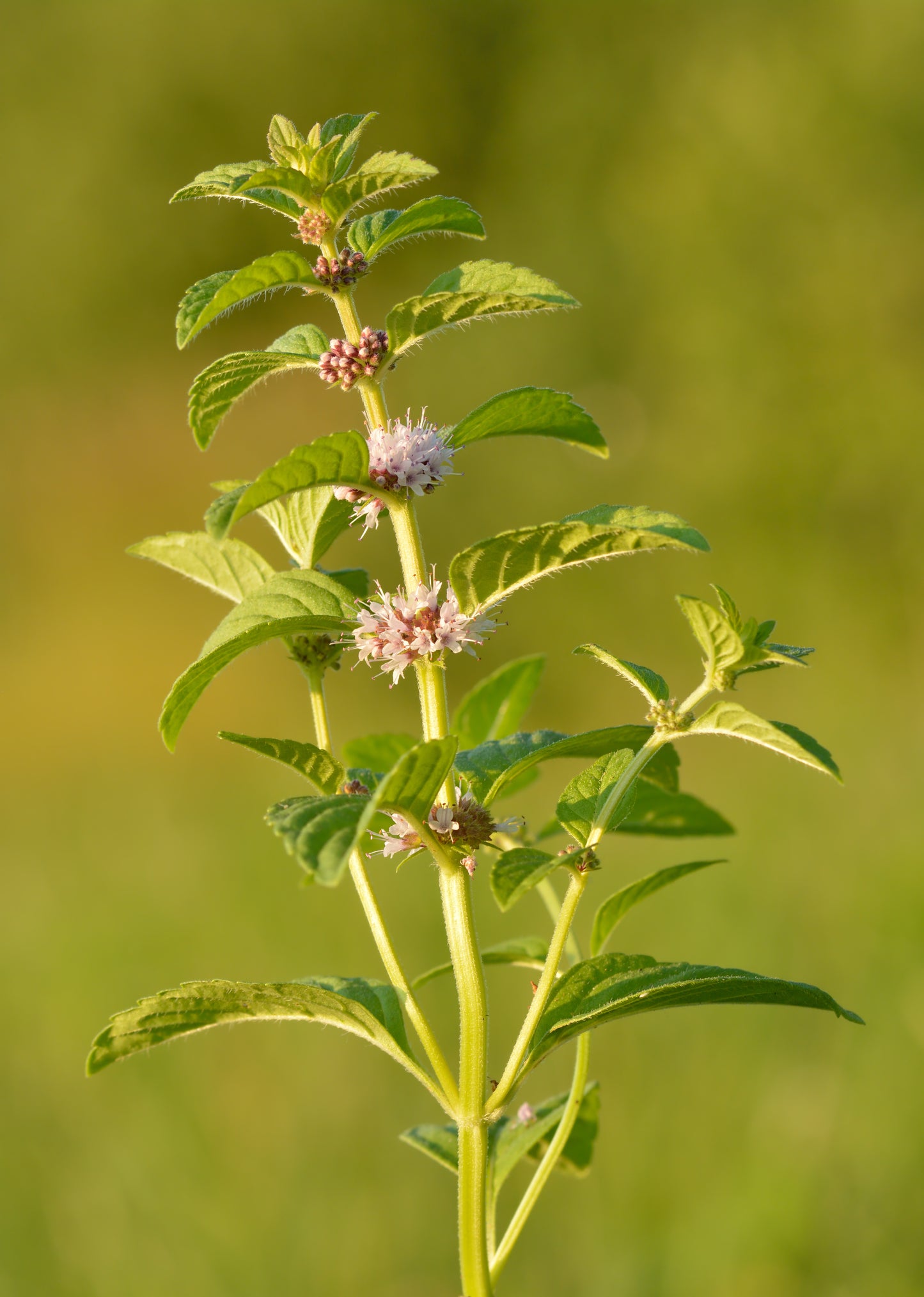 A plant with green leaves and small purple flowers, potentially Wild Mint, in a natural outdoor setting.