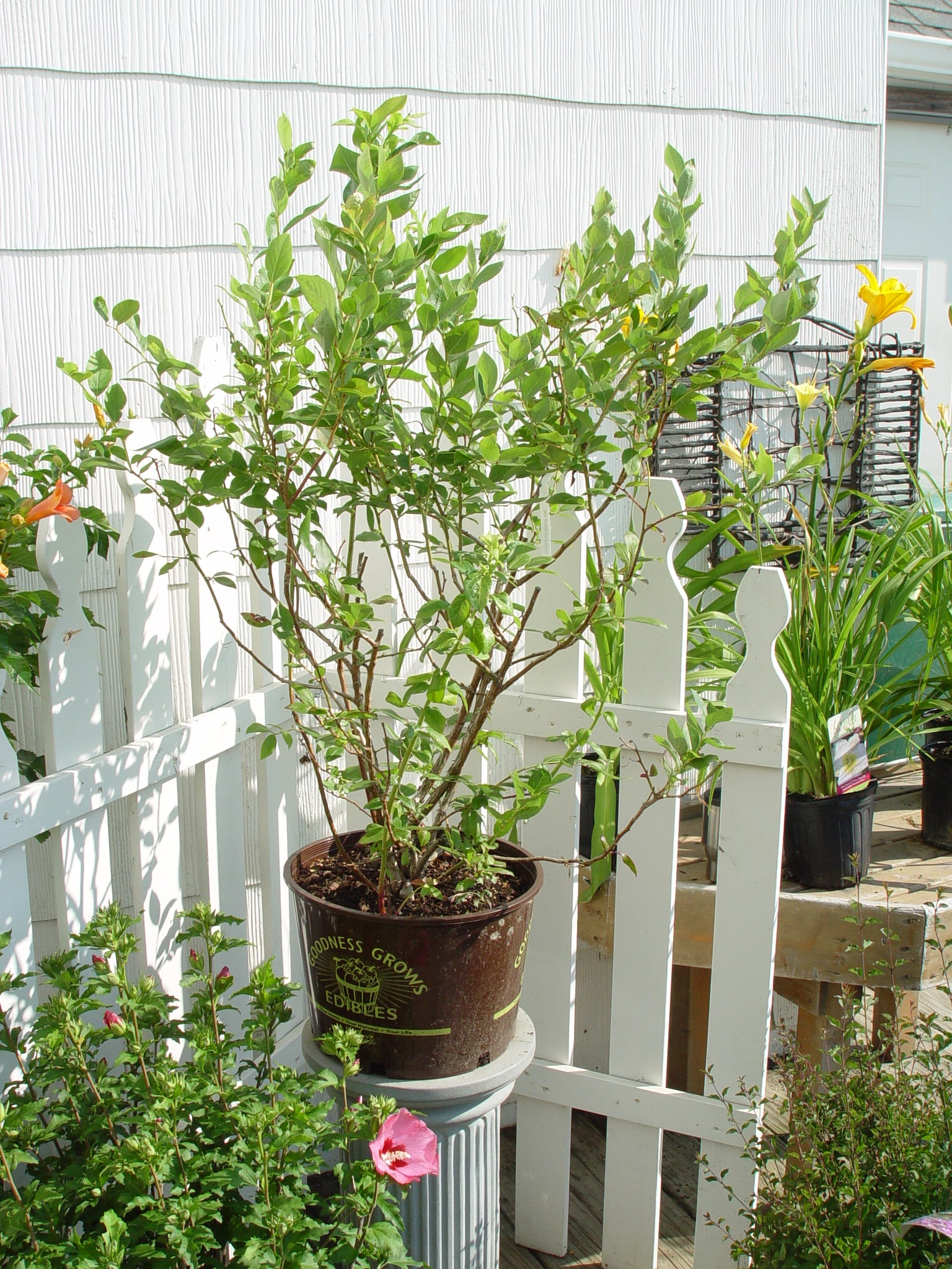 Duke Highbush Blueberry – Green Promise Farms
