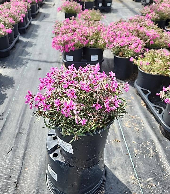 Scarlet Flame Moss Phlox – Green Promise Farms