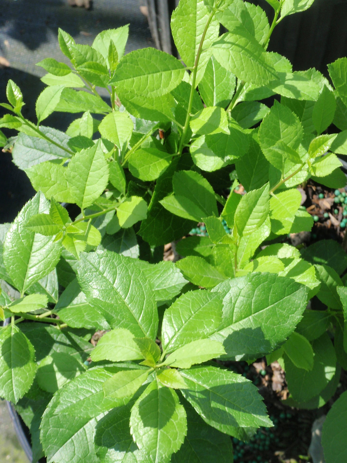 A potted winterberry shrub with green foliage and white flowers, positioned outdoor with visible soil.