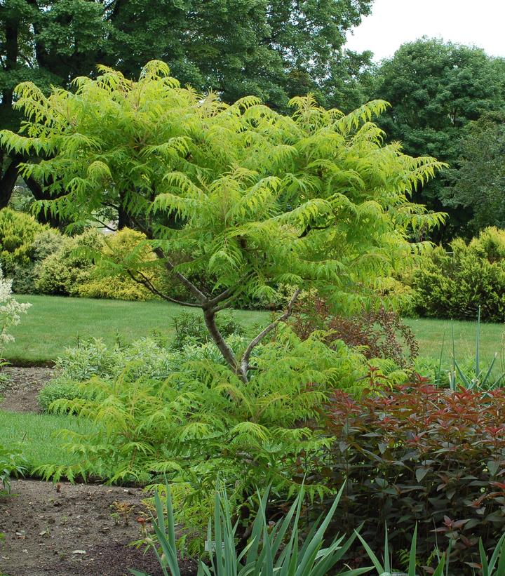 Tiger Eyes® Sumac – Green Promise Farms