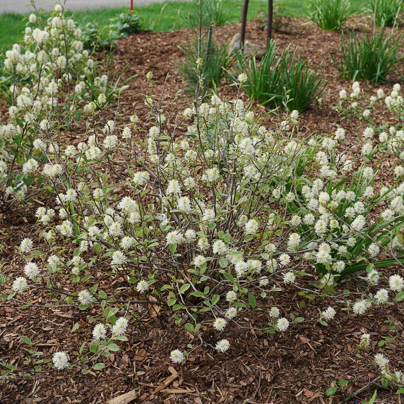 A white-flowered shrub with small green leaves, likely a Bottlebrush tree, in a garden setting with more greenery in the background.