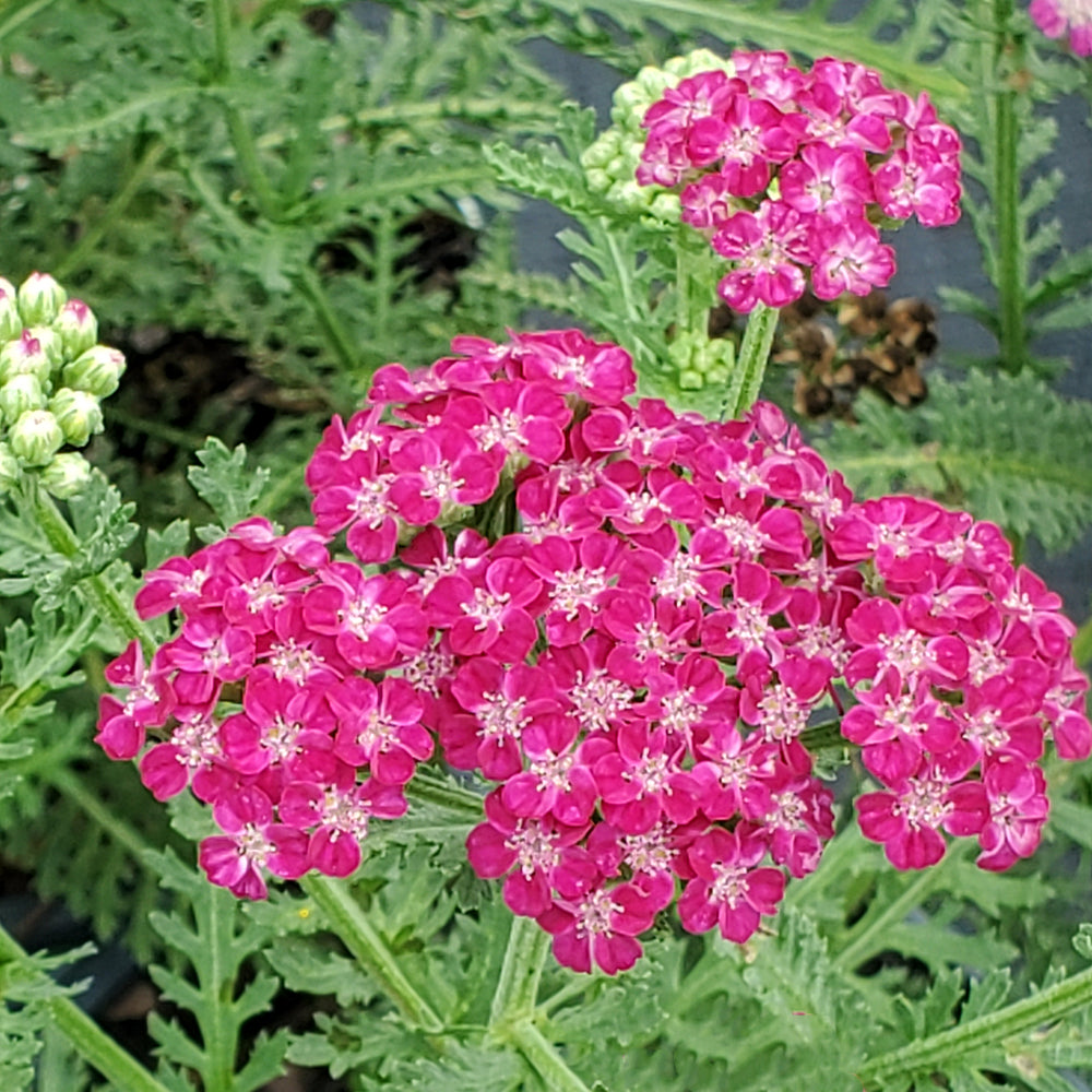 Firefly Fuchsia yarrow