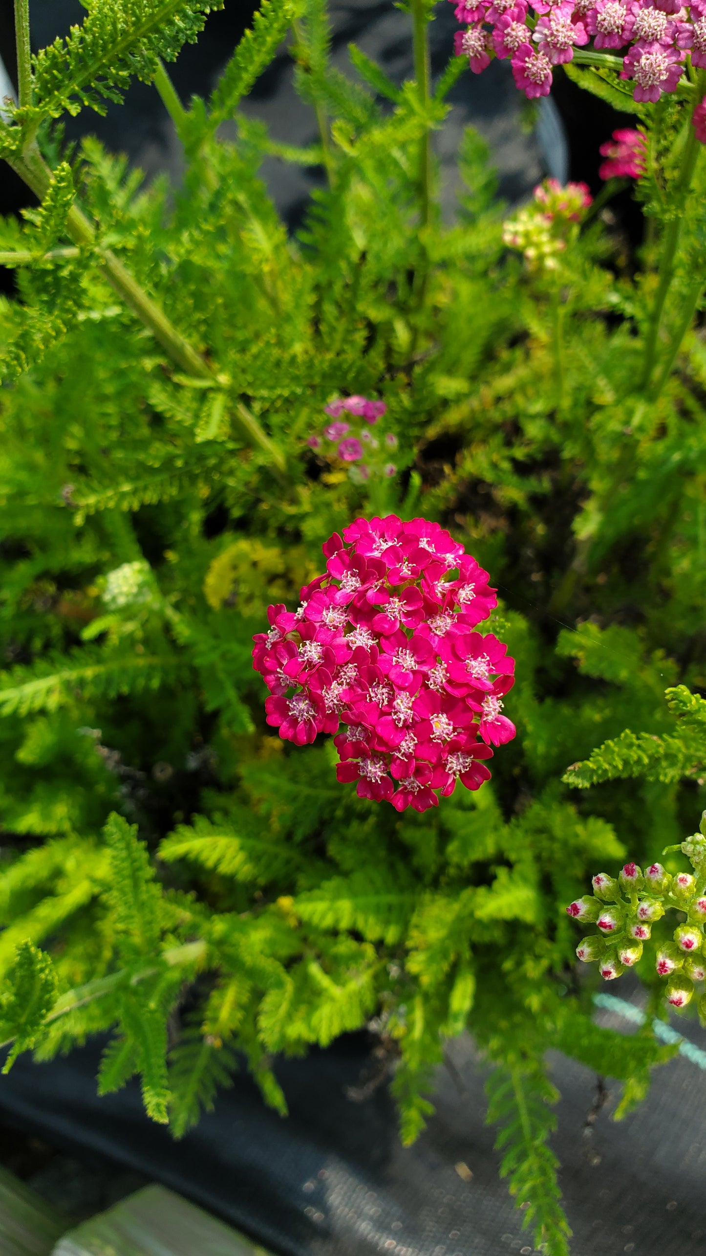 Achillea Pink Grapefruit