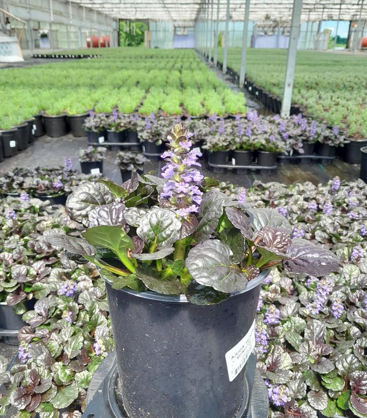 Ajuga Black Scallop