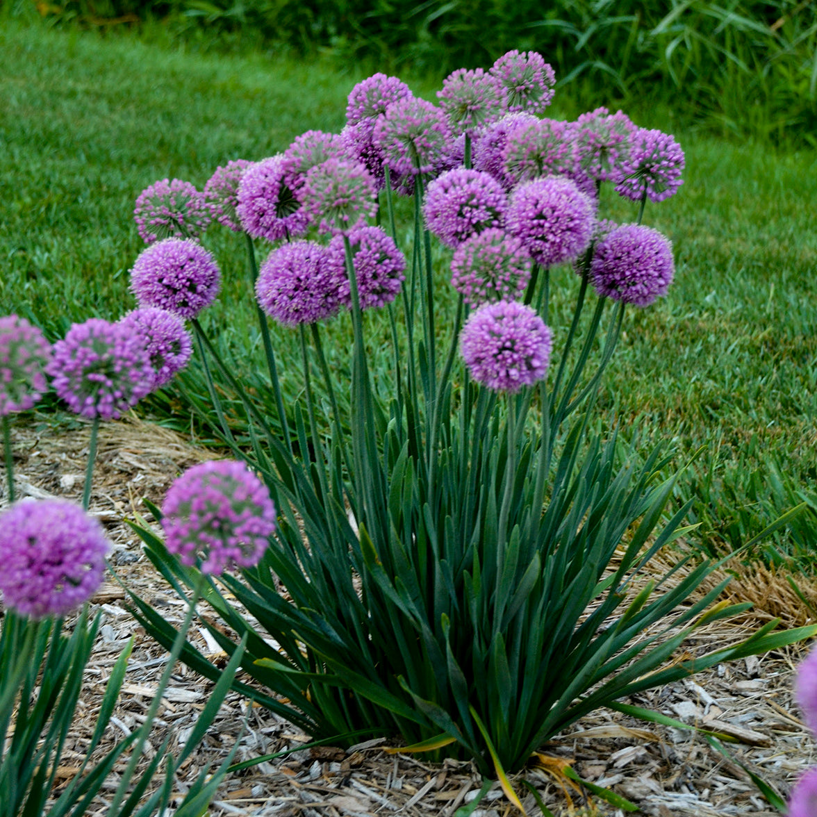Serendipity Ornamental Onion