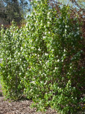 Amelanchier alnifolia Standing Ovation™
