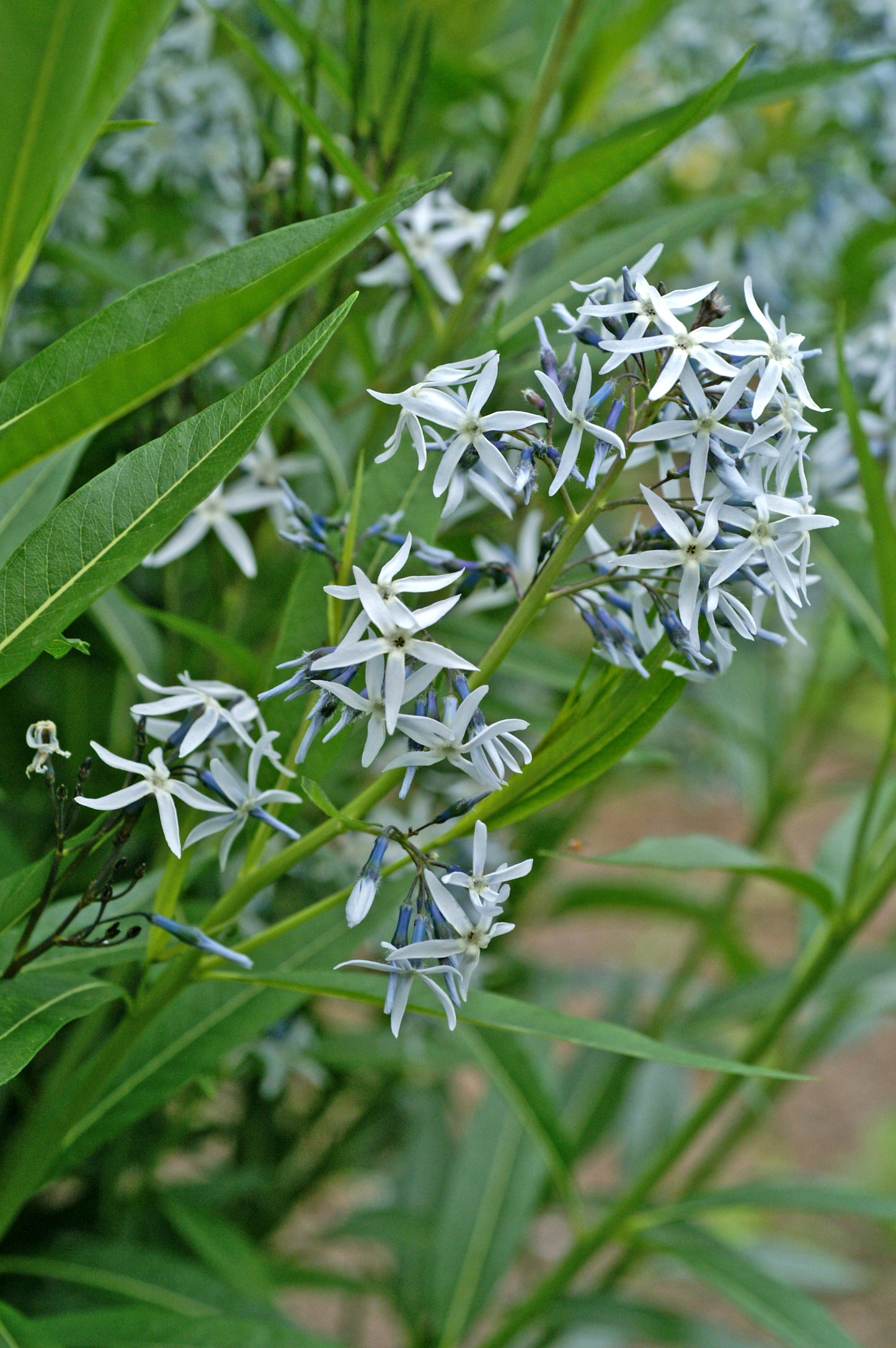 Amsonia tabernaemontana var. salicifolia