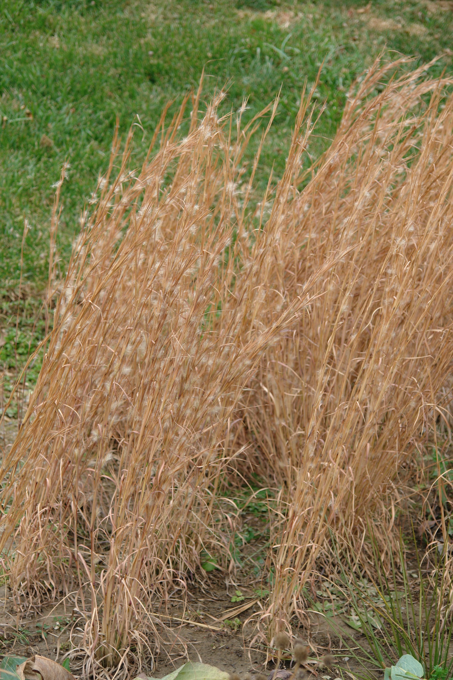 Andropogon virginicus