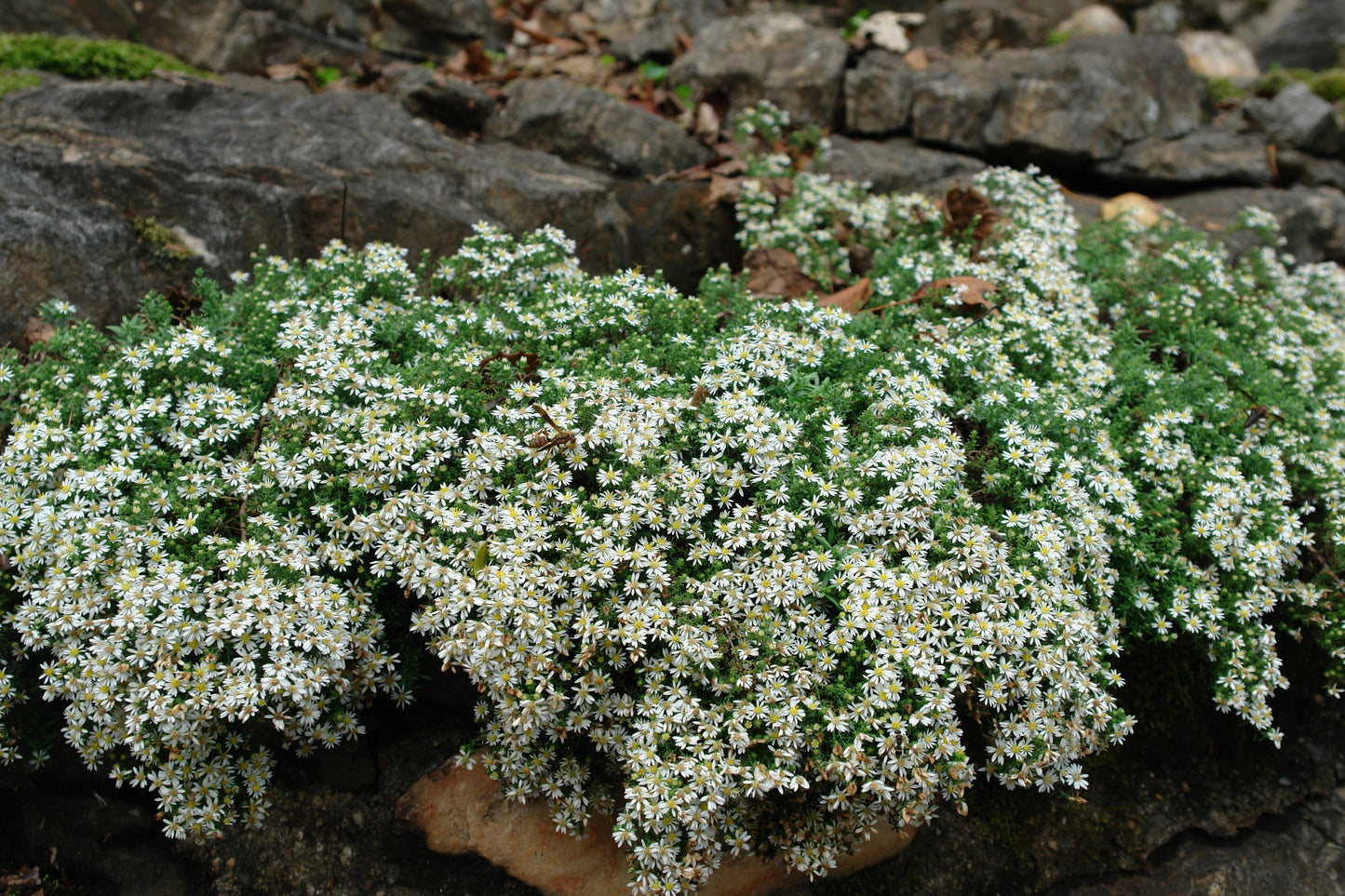 Aster ericoides 'Snow Flurry'