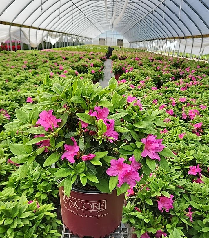Encore® Autumn Royalty® Reblooming Azalea