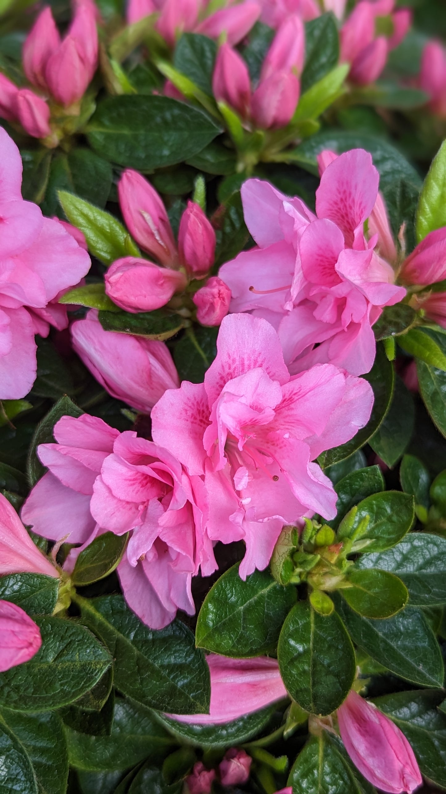 Autumn Carnation® Reblooming Azalea