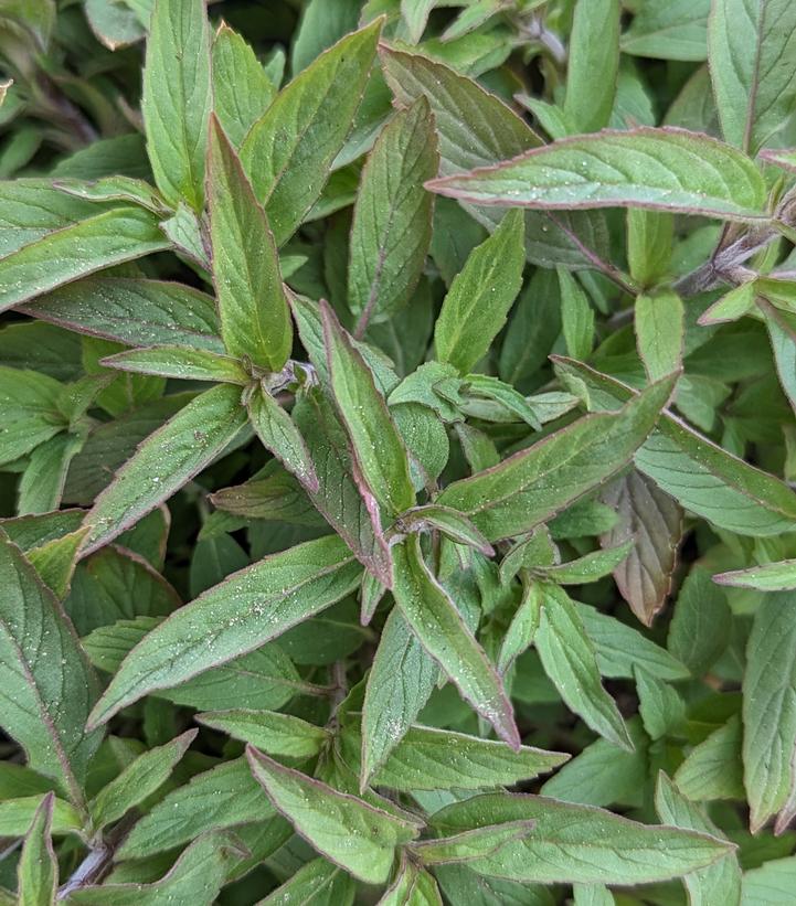Dotted Horsemint
