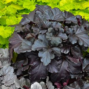 Primo® Black Pearl Coral Bells