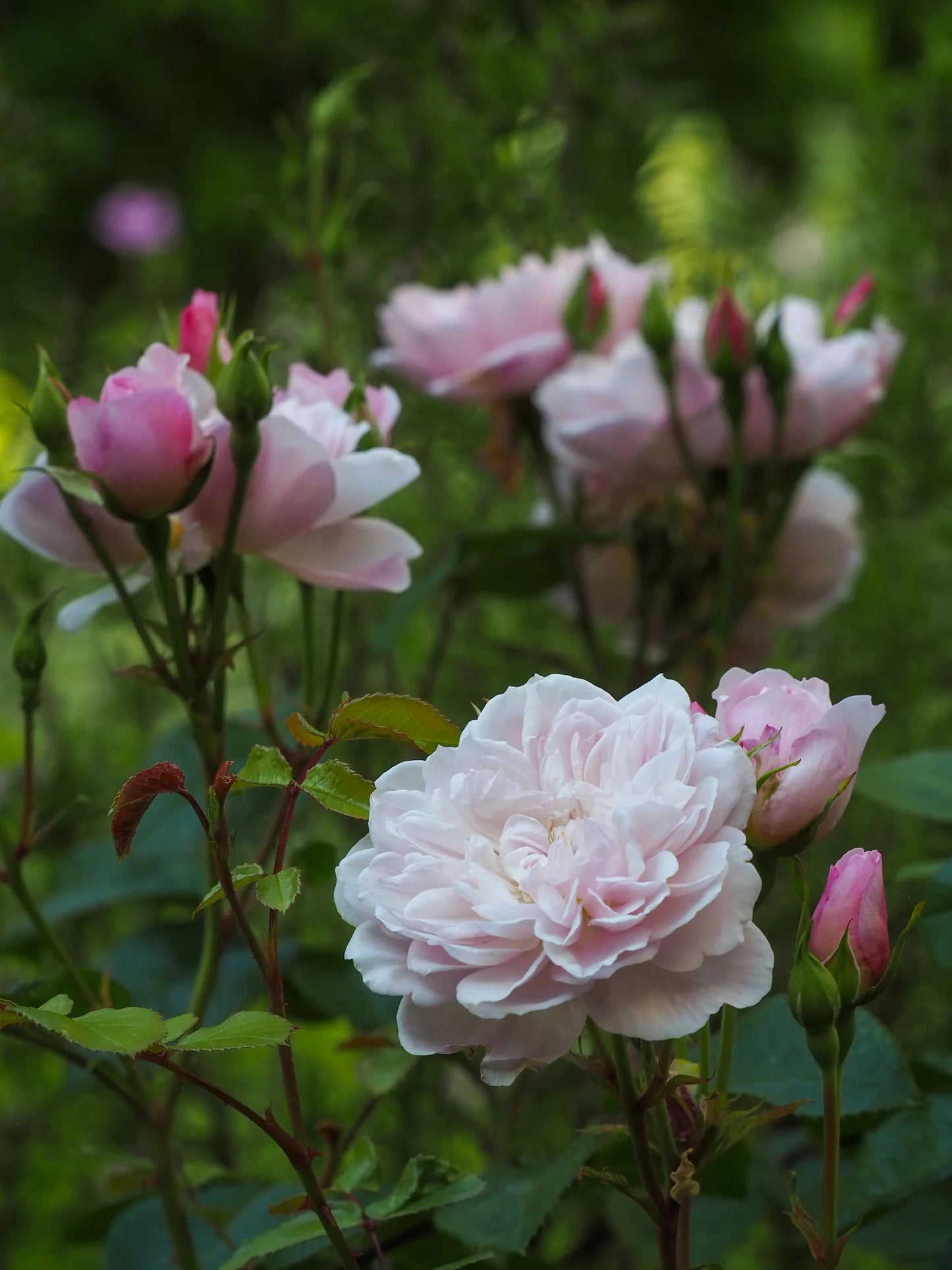 Blooming Rosa Elizabeth®