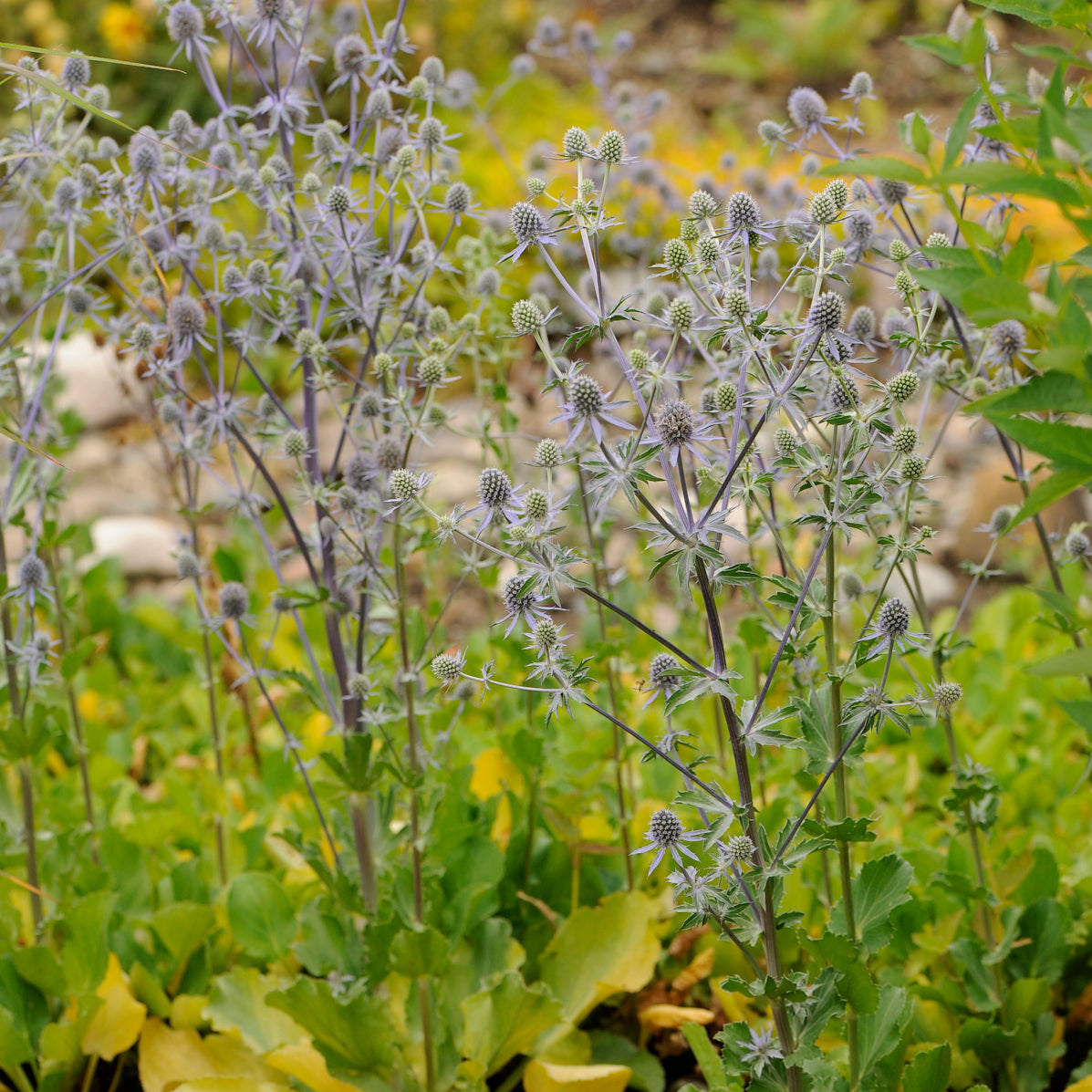 Blue Glitter Sea Holly in the garden