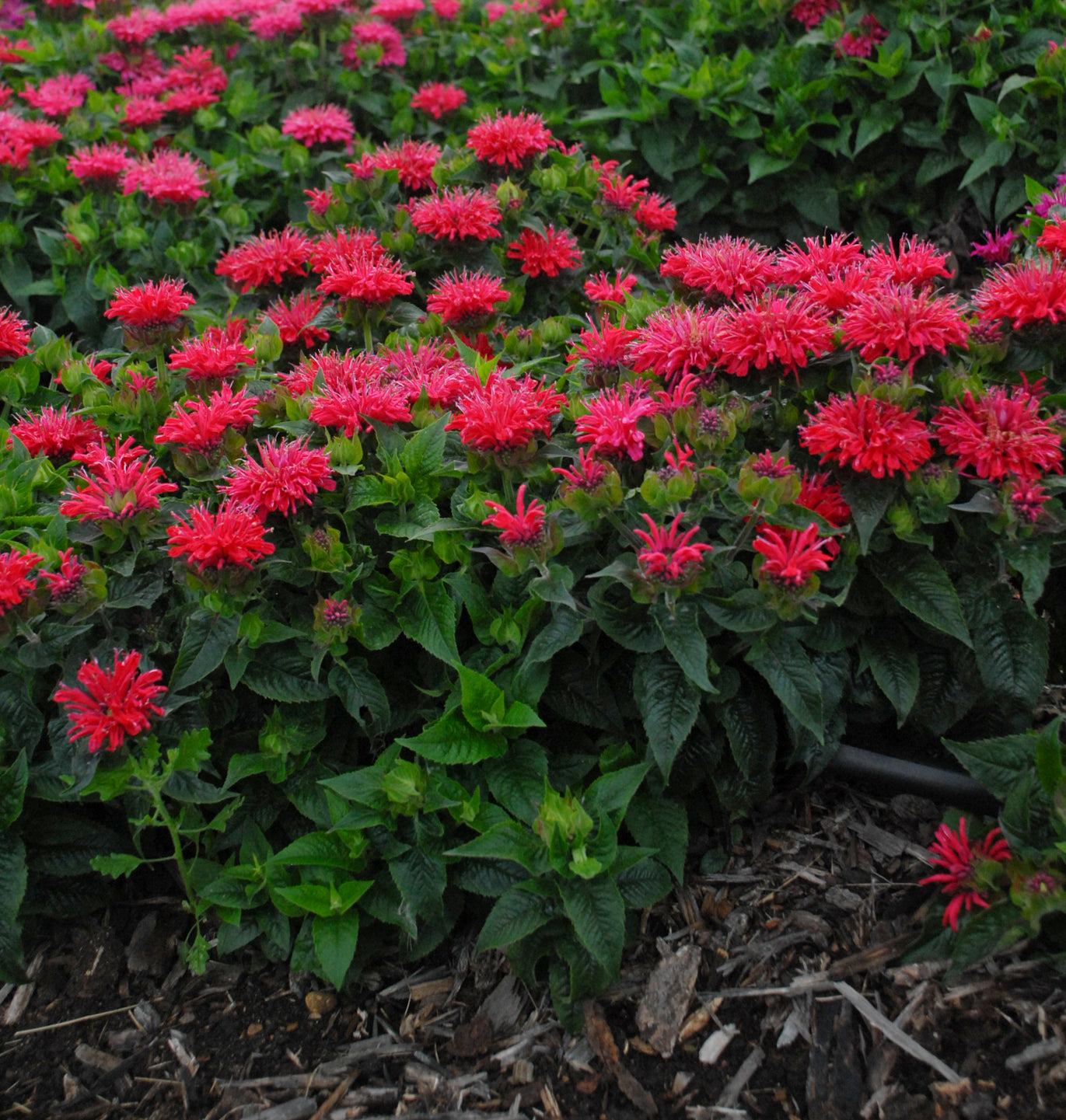 Bouquet of red and pink flowers with green leaves on a natural background