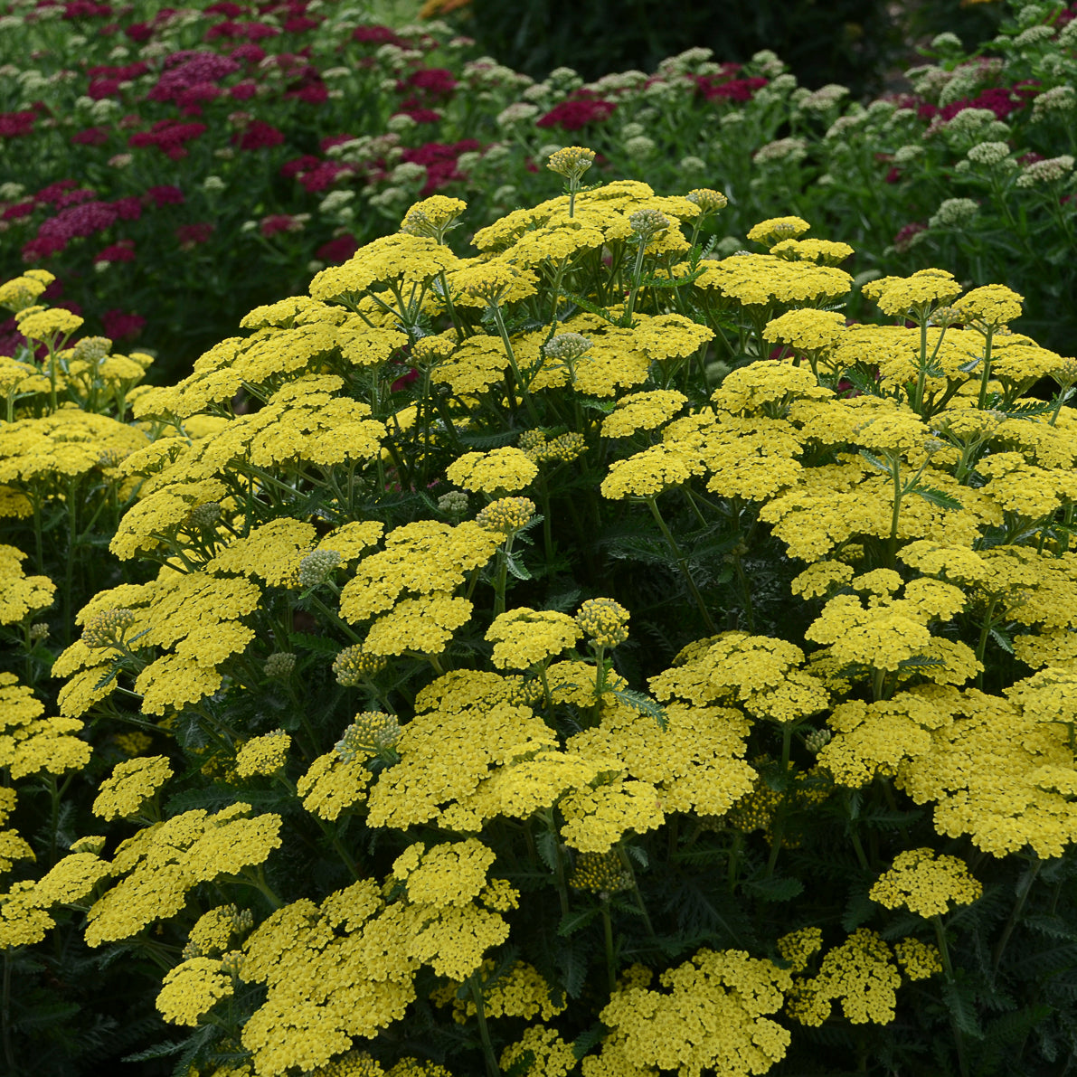Bouquet of yellow flowers with a blurred background of purple and white flowers