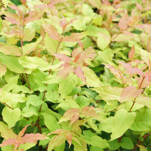 Bright lime-yellow foliage in a garden setting, likely representing the Kodiak Fresh Bush Honeysuckle.
