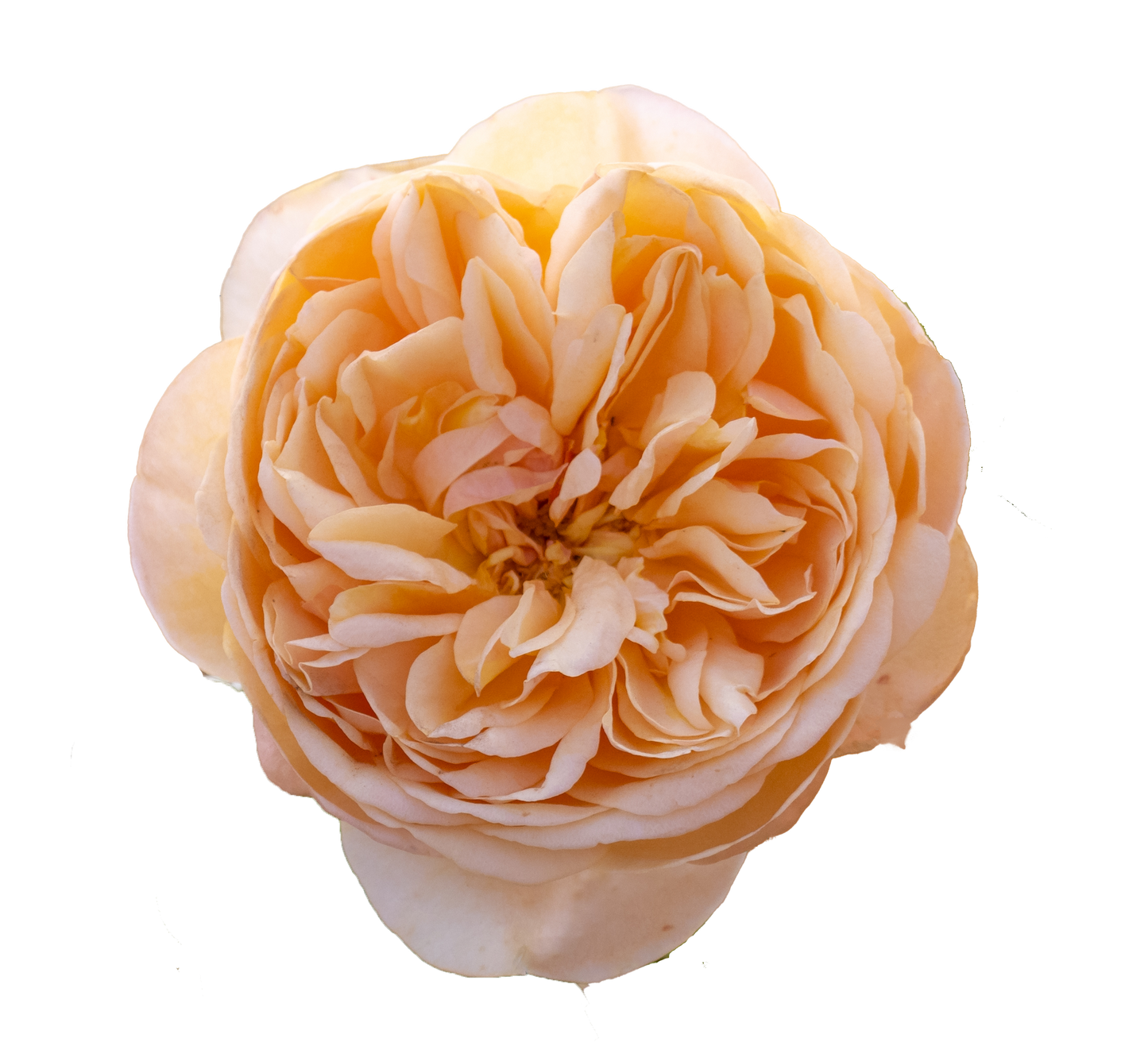 Bring Me Sunshine English Shrub Rose flower
