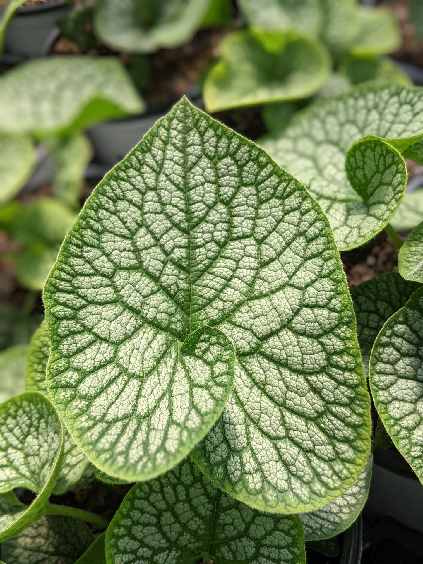 Jack of Diamonds Heartleaf Brunnera