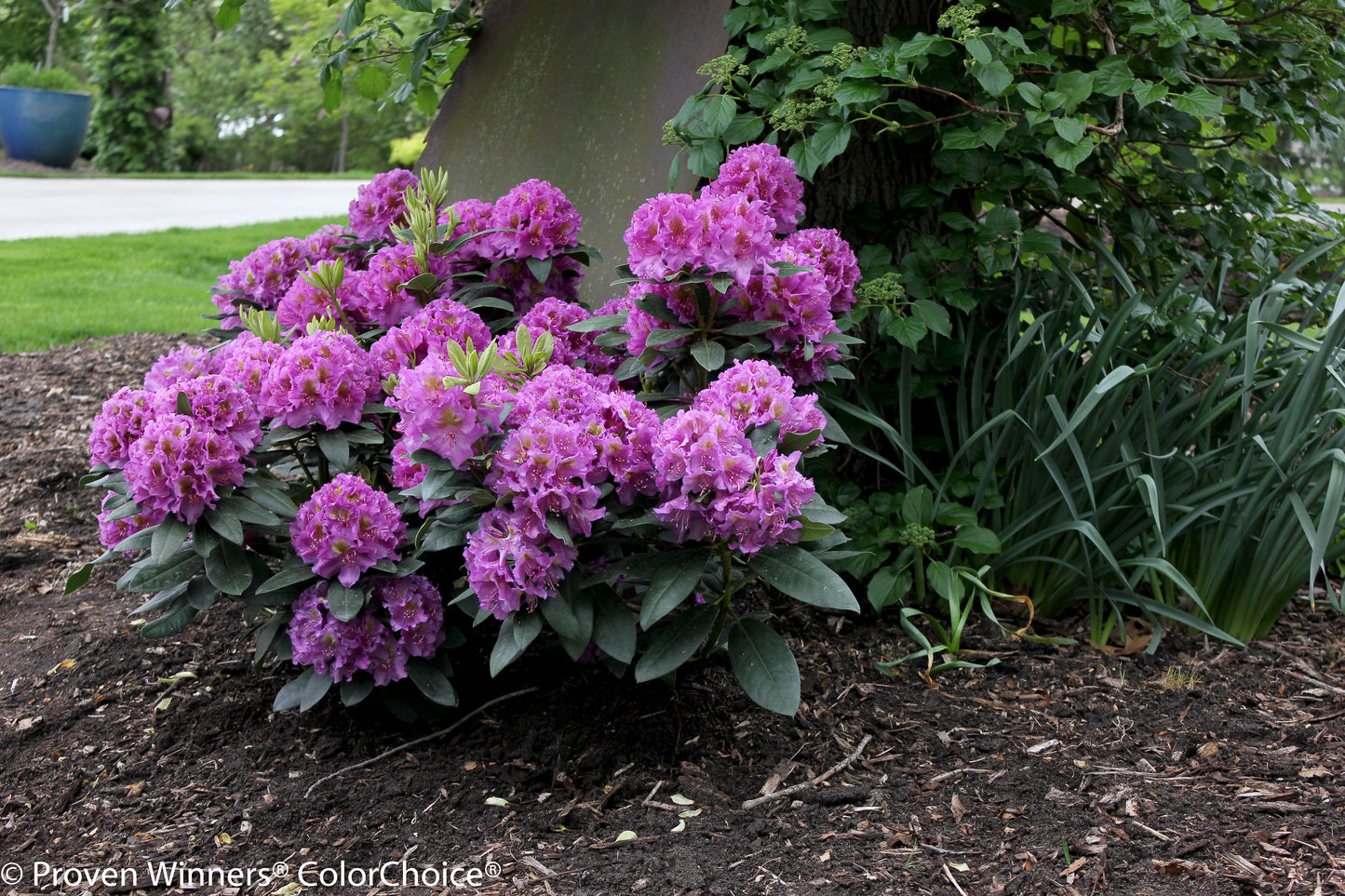 Bush of pink flowers in a garden setting with mulch and greenery.